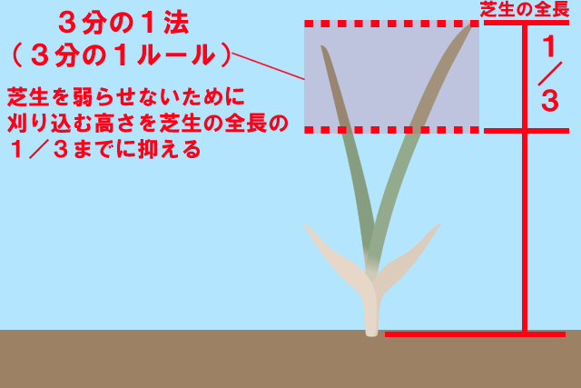 芝生　１／３