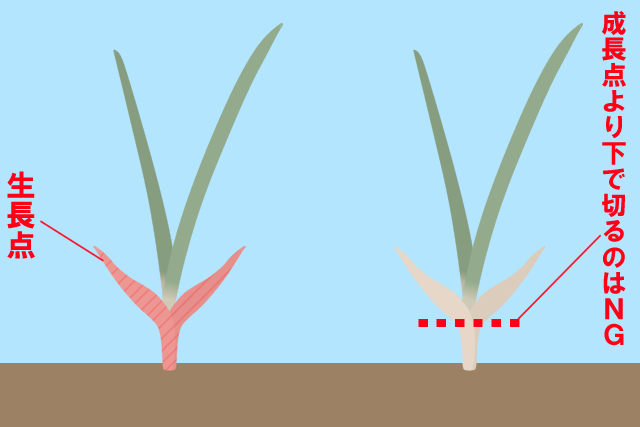 芝生　生長点　ＮＧ