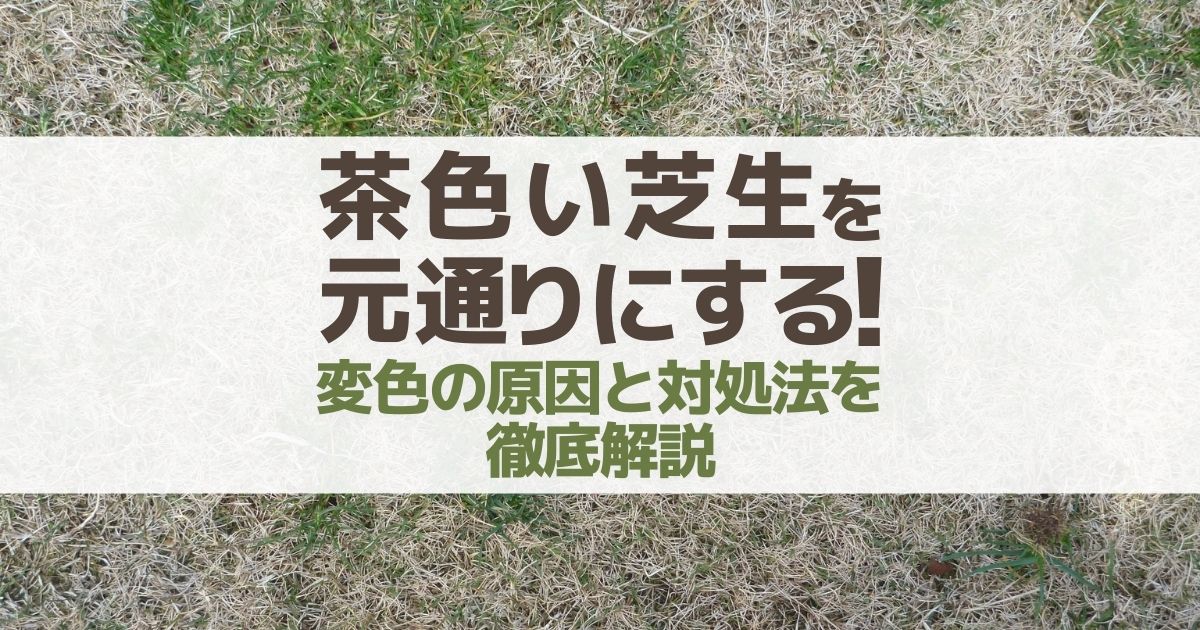 芝生が茶色く変色する原因一覧 1日も早く緑を取り戻す復活方法まとめ お庭110番