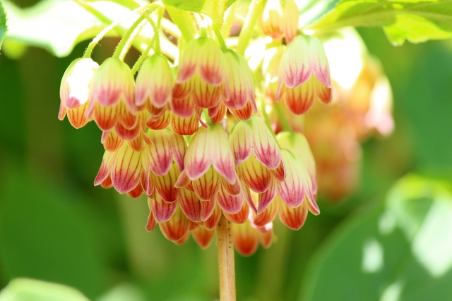 ドウダンツツジ剪定法 花を減らさず健康に育てるには 伐採 剪定 間伐 芝刈り 草刈り 草取り 草むしりが3000円 税抜 お庭110番