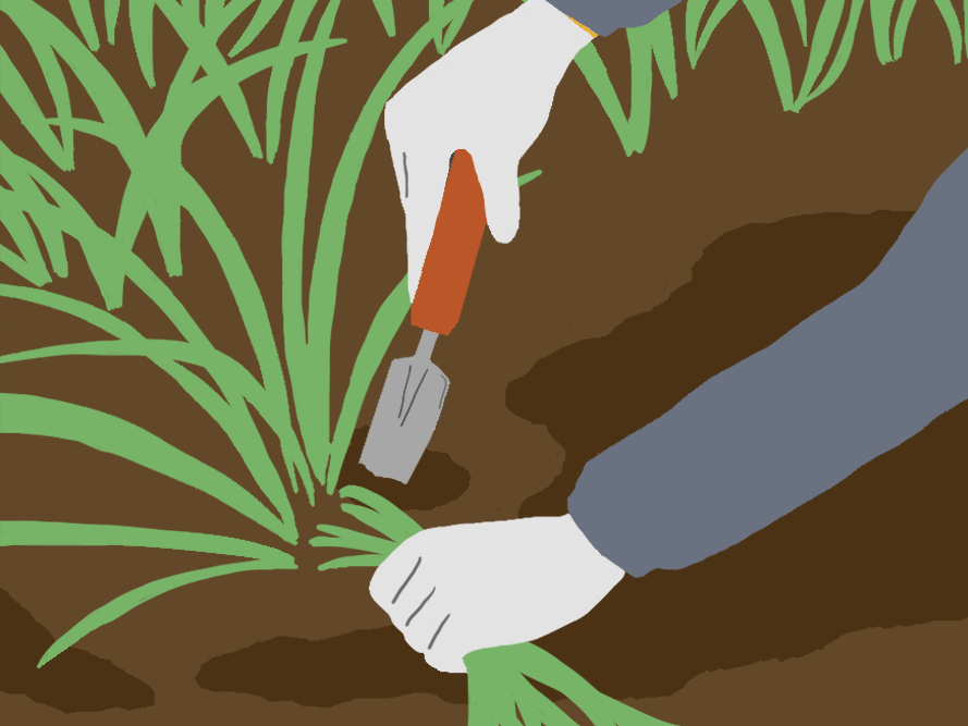 「２」道具を使って土ごと掘り起こす