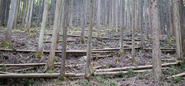 間伐 方法