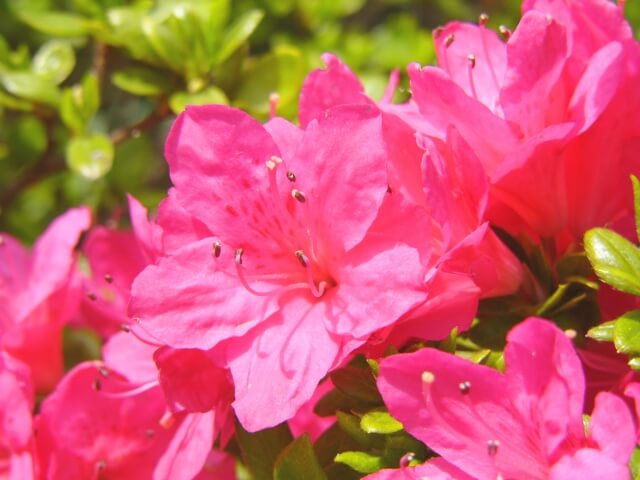 ツツジの育て方－植え方・肥料・土壌改良－花を咲かすコツ