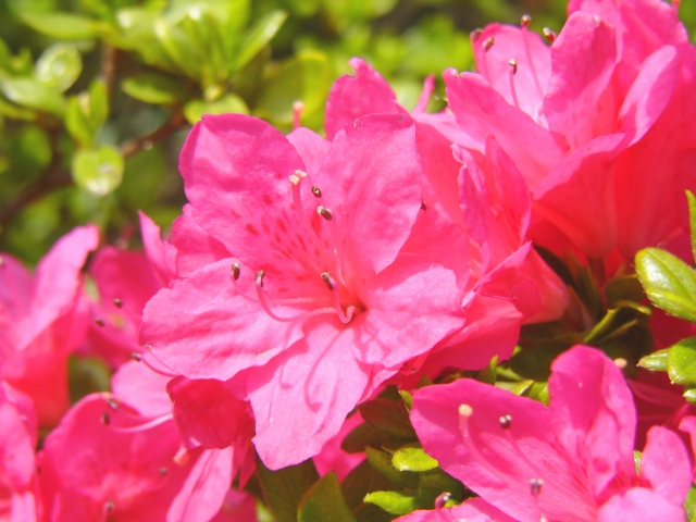 ツツジの育て方 植え方 肥料 土壌改良 花を咲かすコツ伐採 剪定 草刈りなどお庭の悩みを最短即日で業者が解決 お庭110番