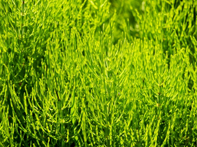 畑の雑草はなぜ生えるの 雑草の種類や駆除 対策までの流れをご紹介 お庭110番