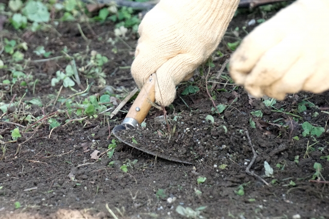 畑に雑草が生えたら！駆除～対策までの流れ