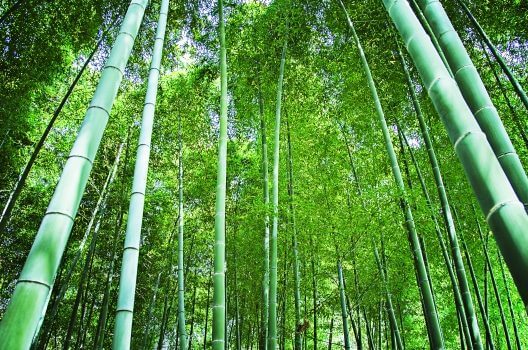 竹の枯らし方を徹底解説！　しぶとい竹の対処方法を完全網羅