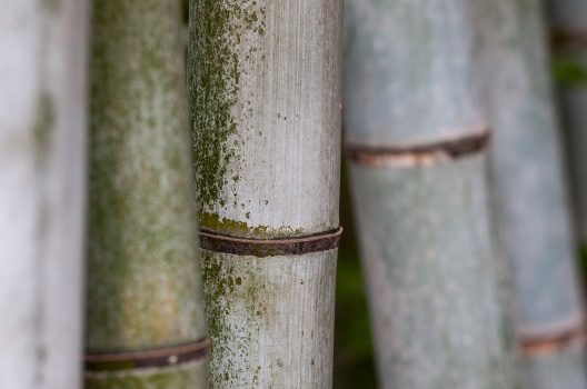 除草剤を使って竹を枯らす方法