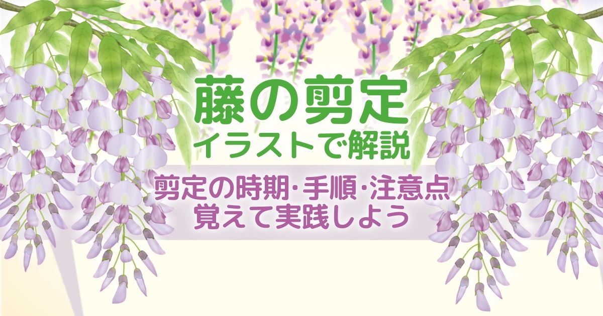 藤の剪定時期と方法 鉢植え 立木 藤棚 よく咲く育て方とつる誘引 お庭110番