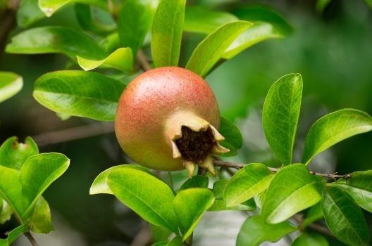 ザクロの剪定時期は冬 いきとどいた剪定できれいな花と実を育てよう伐採 剪定 間伐 芝刈り 草刈り 草取り 草むしりが3000円 税抜 お庭110番