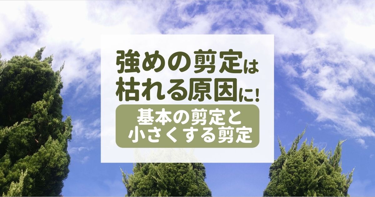 ユーカリ剪定の時期と方法 失敗すると枯れる 手入れの基本と植え替えのコツ お庭110番