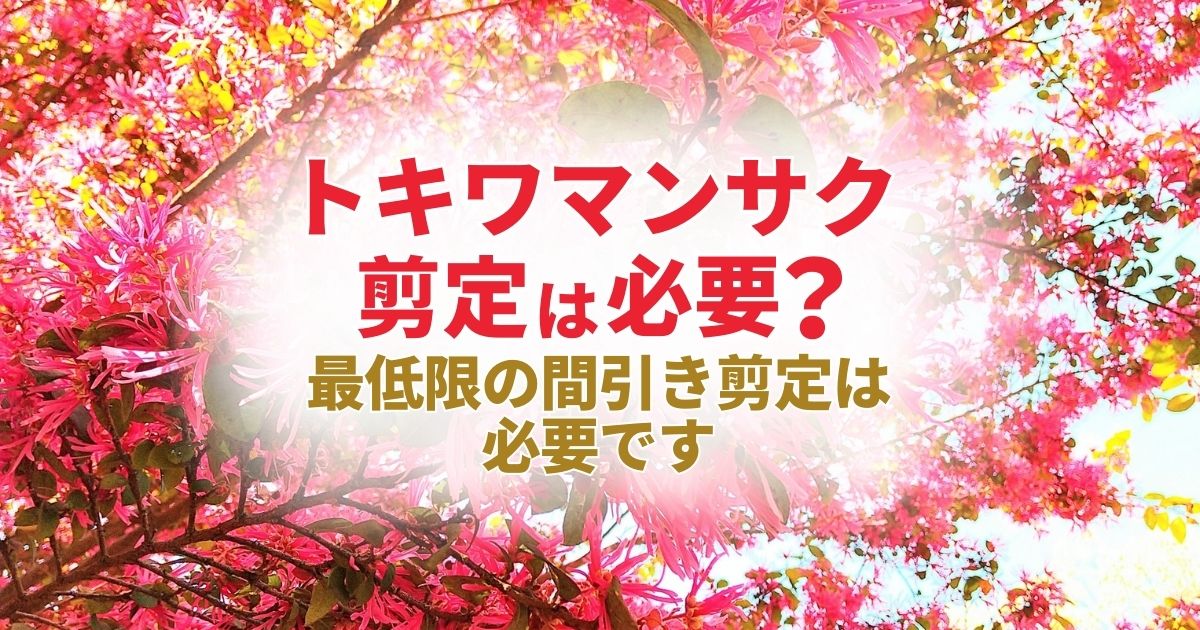 トキワマンサク剪定 剪定の仕方や時期 育て方について解説 お庭110番