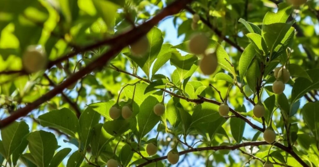 エゴノキの剪定は葉が落ちてから！剪定方法ときれいな花を咲かす方法