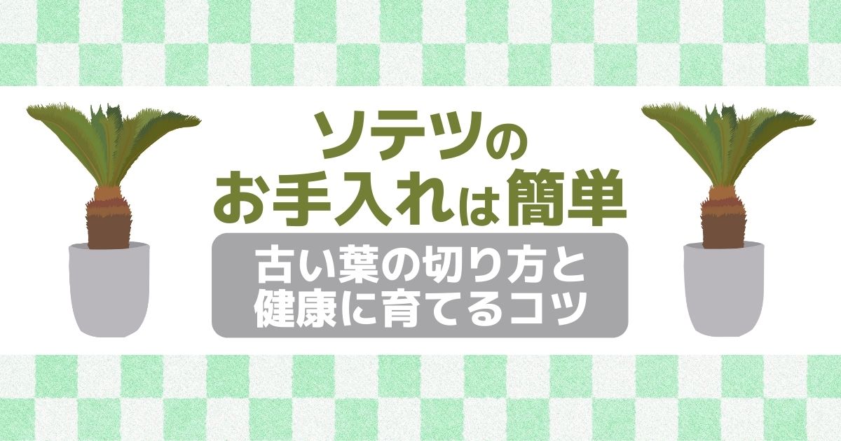 ソテツのお手入れは簡単古い葉の切り方と健康に育てるコツ