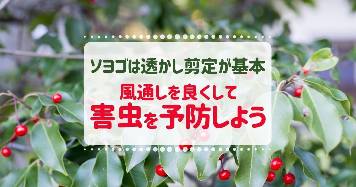 ソヨゴを剪定しすぎて枯らせないためのほどよい切り方と適切な時期