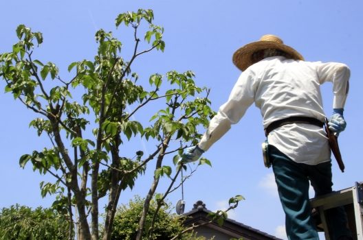 庭木の消毒時期は冬以外!?消毒の必要性から自分で行う方法もご紹介