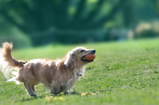 人工芝と天然芝の違い