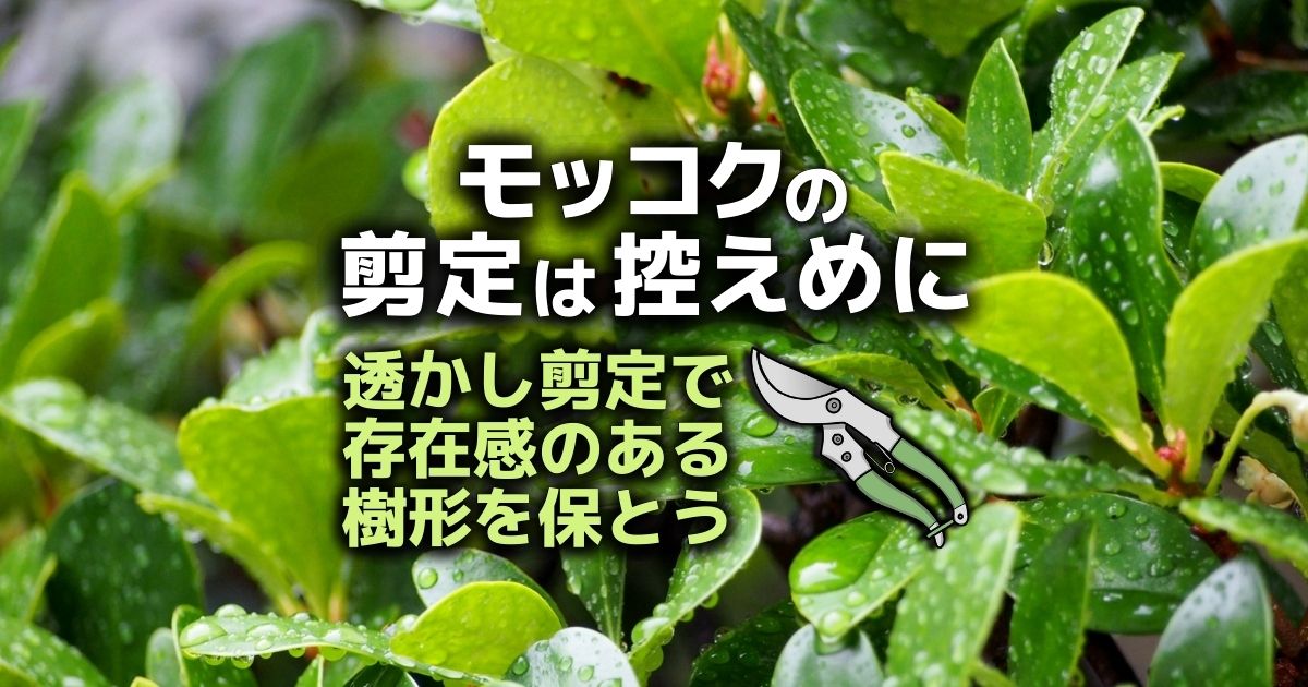モッコクの剪定は時期が重要 庭木の王様を美しく育てるコツを紹介 お庭110番