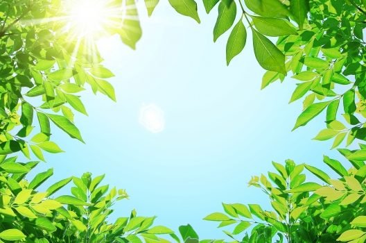 庭木の消毒時期は冬以外!?消毒の必要性から自分で行う方法もご紹介