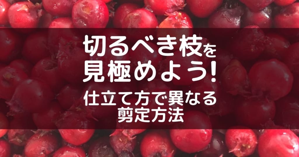 ジューンベリーの剪定時期と方法！花や実をつけるお手入れのコツとは