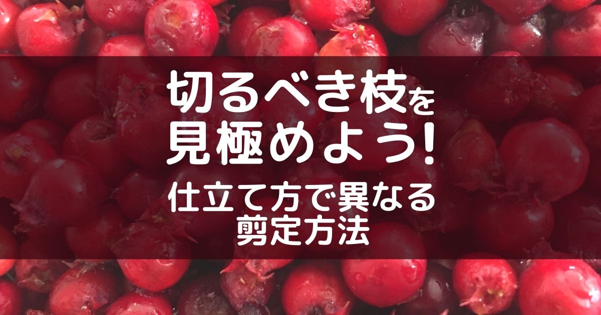 ジューンベリーの剪定時期と方法 花や実をつけるお手入れのコツとは お庭110番