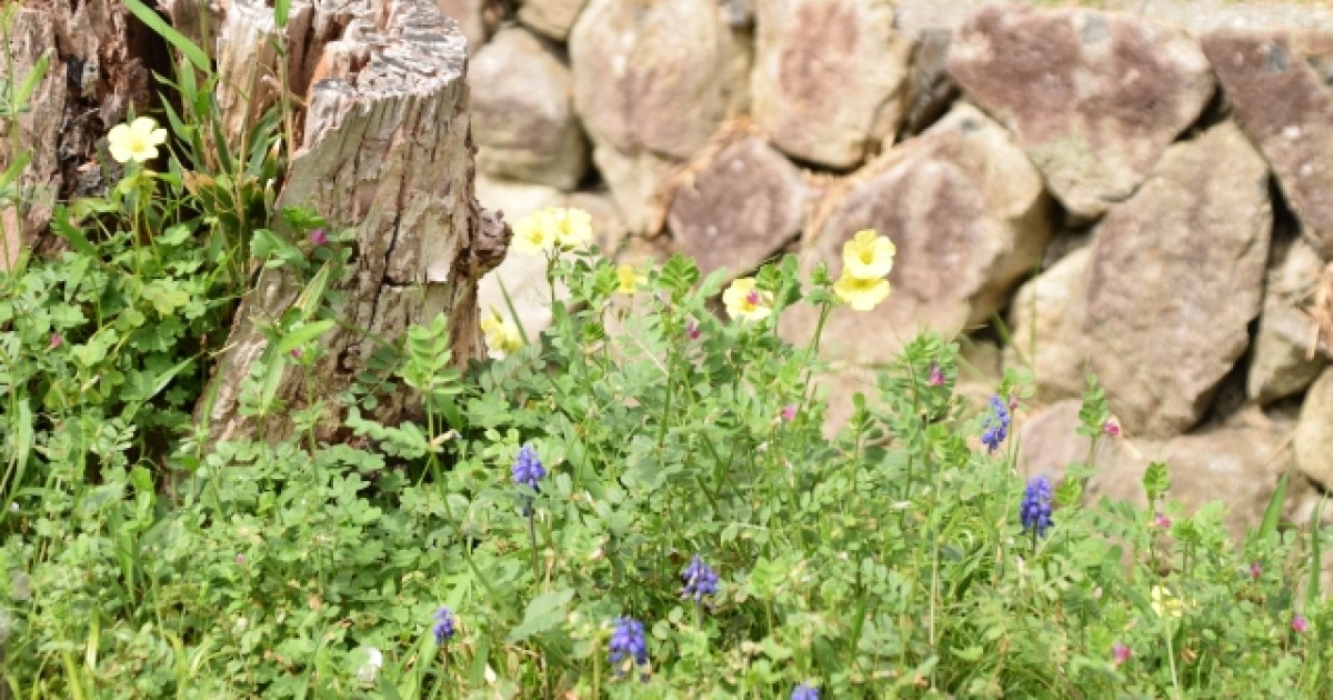 雑草にも種類がある 1年草と多年草って よく見る雑草の除草方法 お庭110番