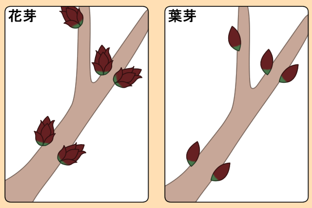 花芽の特徴　葉芽の特徴