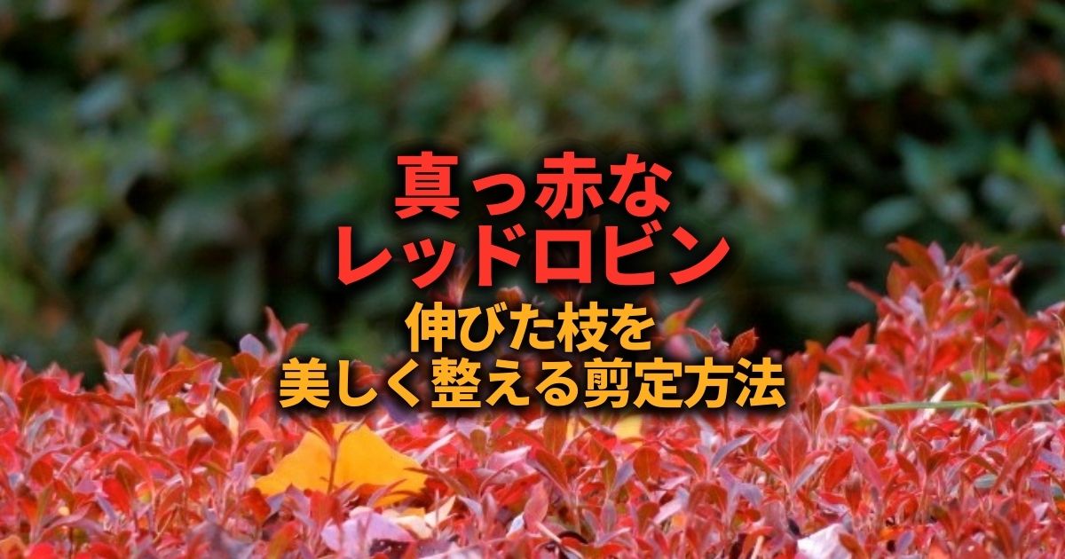 レッドロビンの剪定時期 方法 生垣と庭木を美しく整えるコツ お庭110番