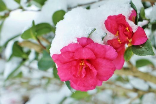 サザンカ剪定で花つき倍増 病害虫も防ぐ剪定の時期やコツとは 伐採 剪定 間伐 芝刈り 草刈り 草取り 草むしりが3000円 税抜 お庭110番