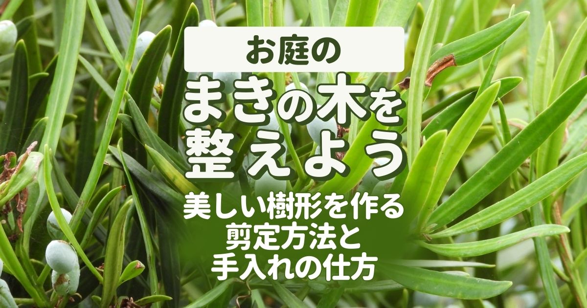 マキの剪定はいつ頃 美しい樹形に整える剪定方法と育て方のポイント お庭110番