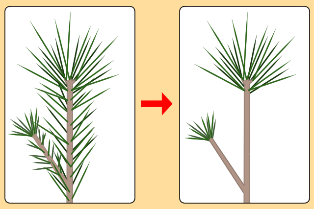 五葉松の剪定 図解で簡単 美しく健康に育てるためのお手入れ方法と時期 お庭110番