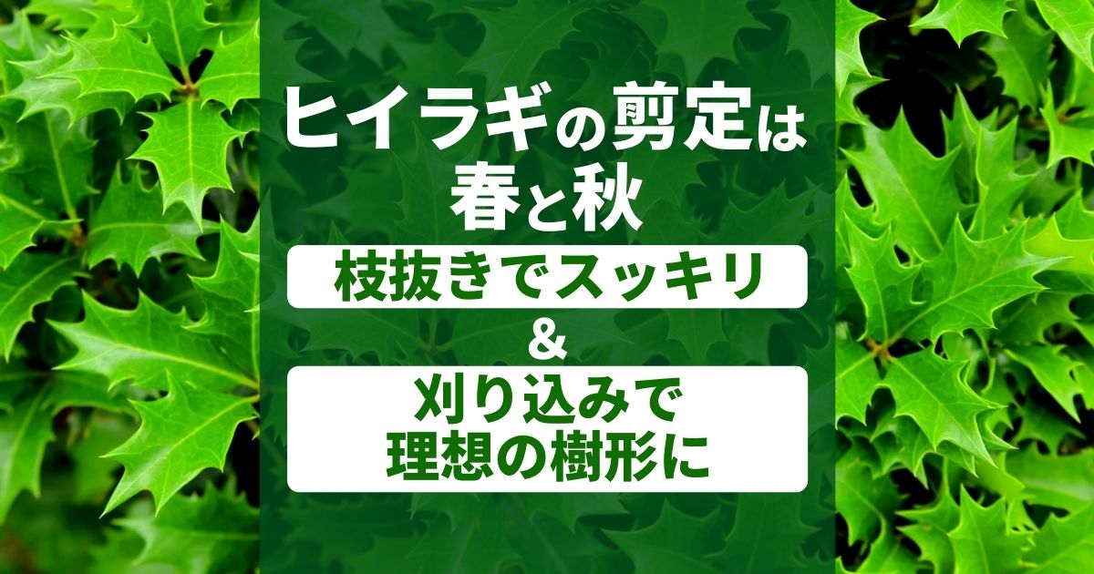 トキワマンサク剪定 剪定の仕方や時期 育て方について解説 お庭110番