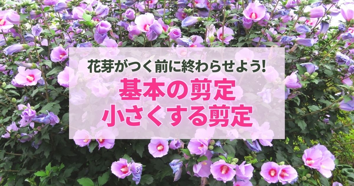 ムクゲの剪定時期と方法 庭木 鉢植えで上手に育てるコツを解説伐採 剪定 草刈りなどお庭の悩みを最短即日で業者が解決 お庭110番