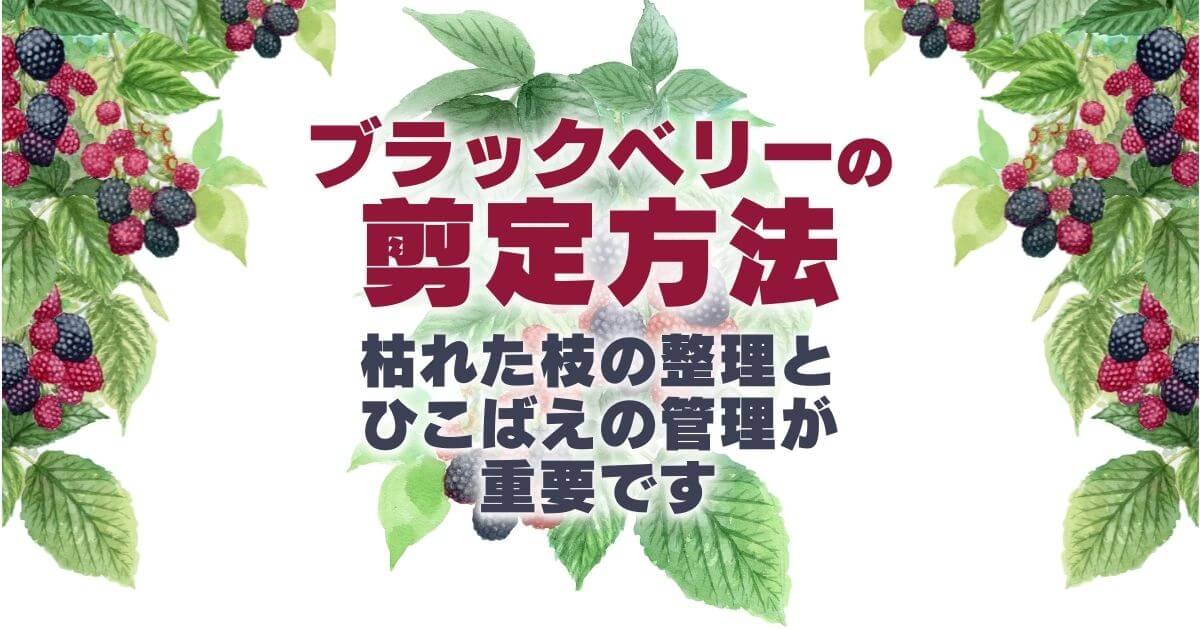 ブラックベリーの剪定方法と育て方｜甘酸っぱい果実が庭いっぱいに！