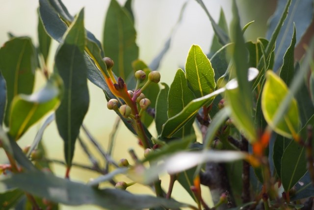 月桂樹で発生する病害虫