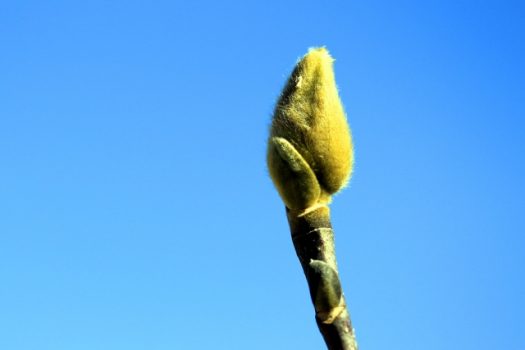 庭木・鉢植えでの育て方