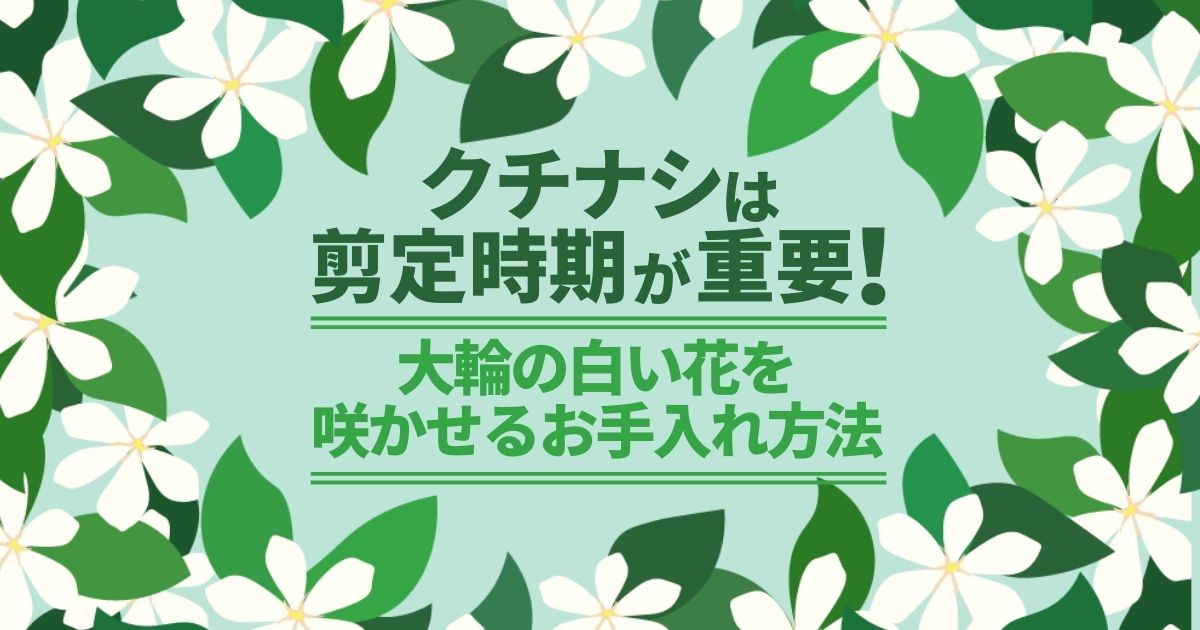 クチナシの剪定 正しい時期に剪定をして美しい花をさかせましょう お庭110番