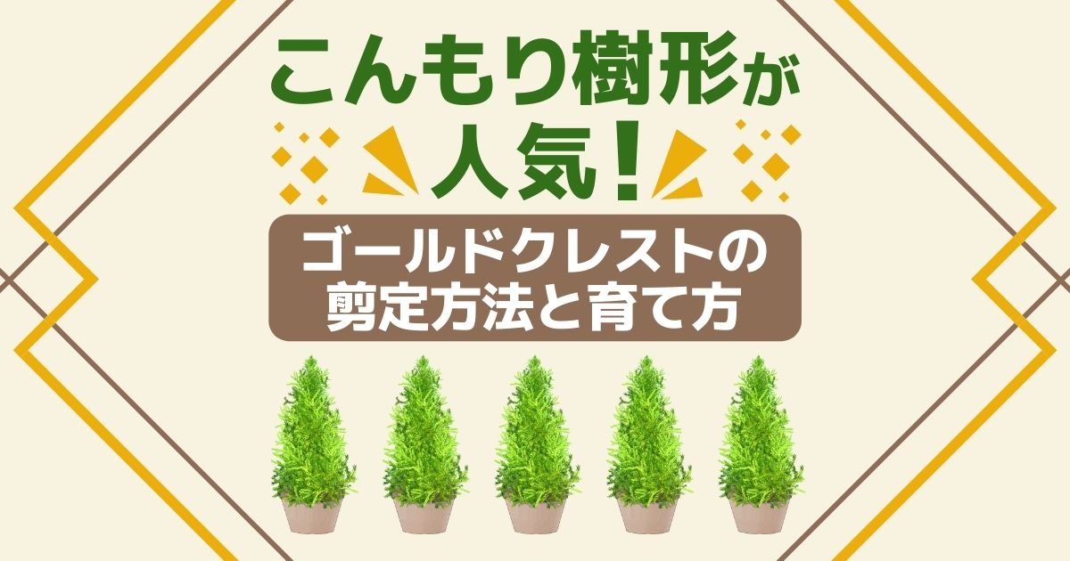 ゴールドクレストの剪定時期 方法 注意点 乾燥対策が健康の秘訣 お庭110番