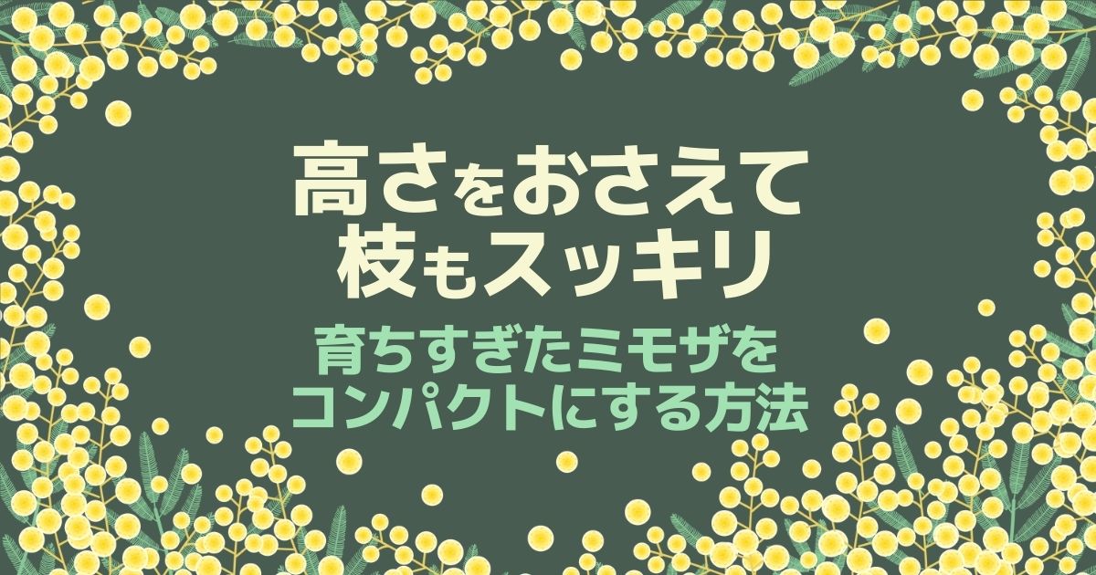 ミモザの剪定で気をつけること 適した時期 方法と基本データまとめ お庭110番