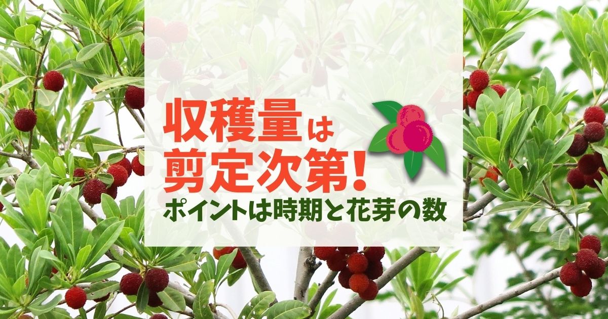 ヤマモモの剪定方法を解説 3 4月に透かし剪定をして実を楽しもう お庭110番