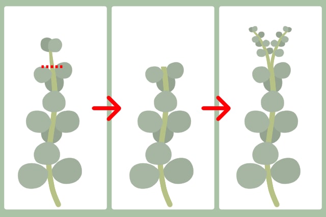 ユーカリ剪定の時期と方法 失敗すると枯れる 手入れの基本と植え替えのコツ お庭110番