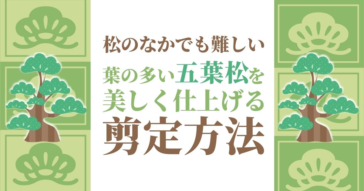 五葉松の剪定 図解で簡単 美しく健康に育てるためのお手入れ方法と時期 お庭110番