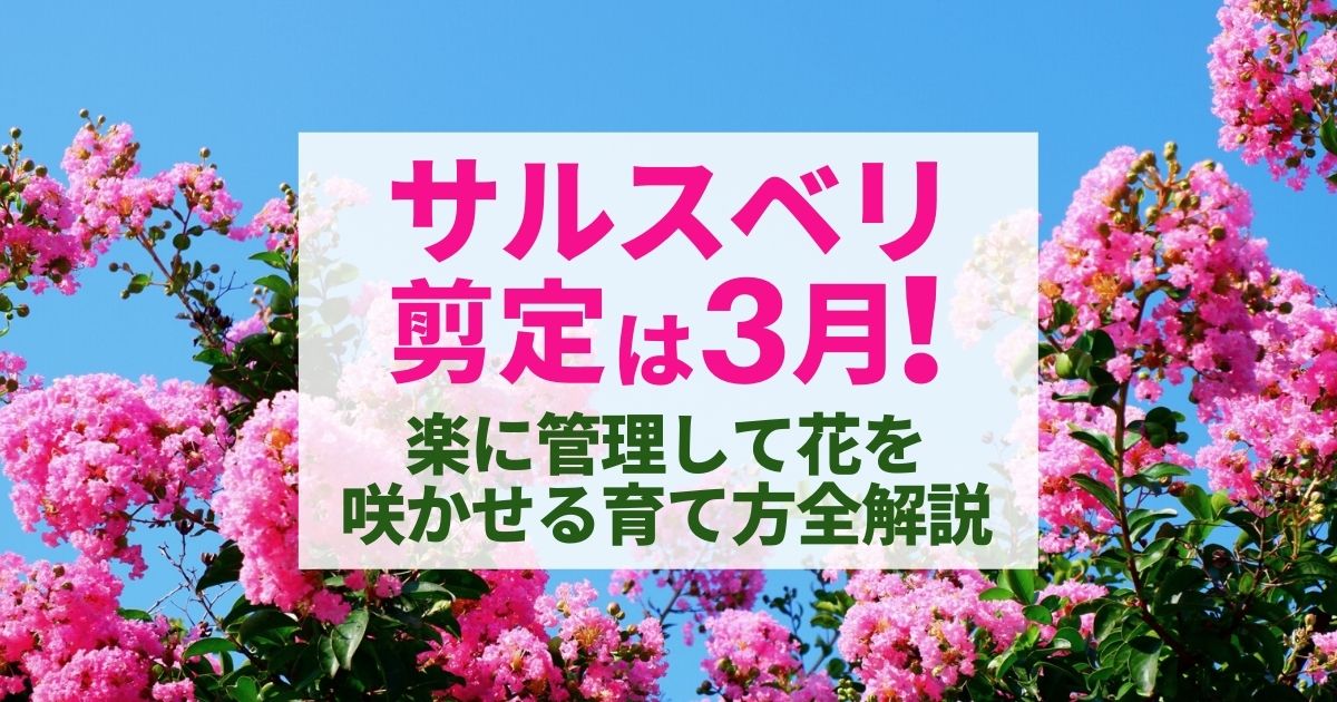 サルスベリ 百日紅 を植えてはいけない と言われてもシンボルツリーにおすすめの理由 お庭110番