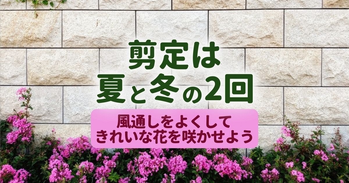 サルスベリの剪定方法と育て方 お手入れやこぶ仕立てについて伐採 剪定 草刈りなどお庭の悩みを最短即日で業者が解決 お庭110番