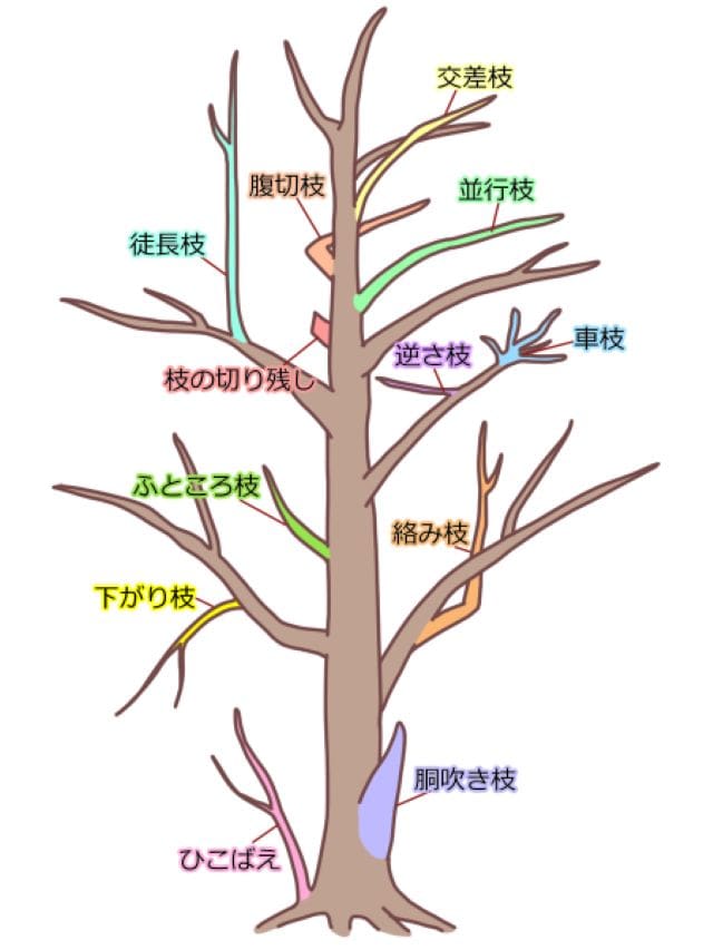 透かし剪定で間引く枝