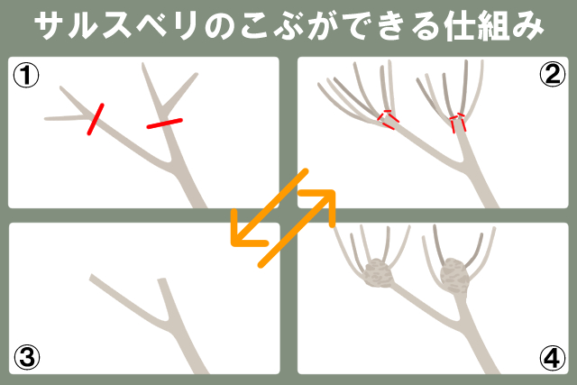 サルスベリのコブができる仕組み