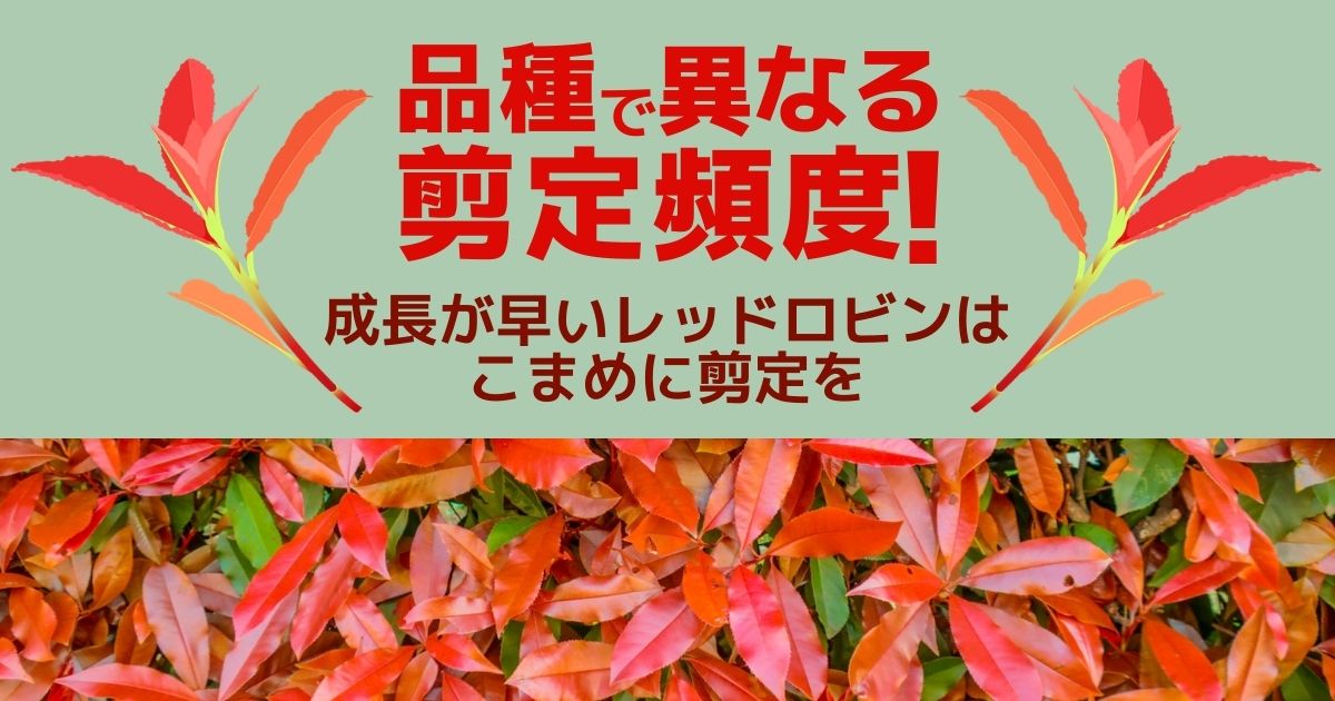 レッドロビンの剪定時期 方法 生垣と庭木を美しく整えるコツ伐採 剪定 草刈りなどお庭の悩みを最短即日で業者が解決 お庭110番 レッドロビンの剪定時期 方法 生垣と庭木を美しく整えるコツ伐採 剪定 草刈りなどお庭の悩みを最短即日で業者が解決 お庭110番