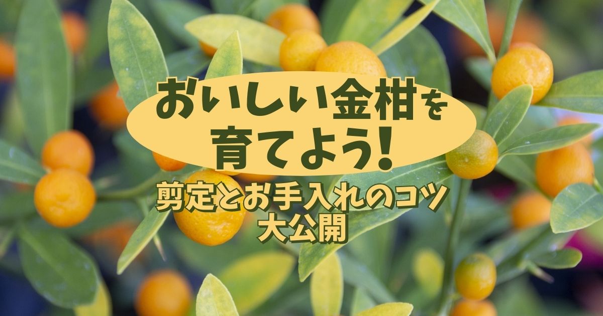 金柑の剪定の方法と時期は おいしい金柑のための摘果方法も紹介 お庭110番