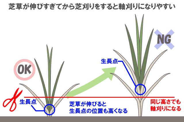 芝生 軸刈り