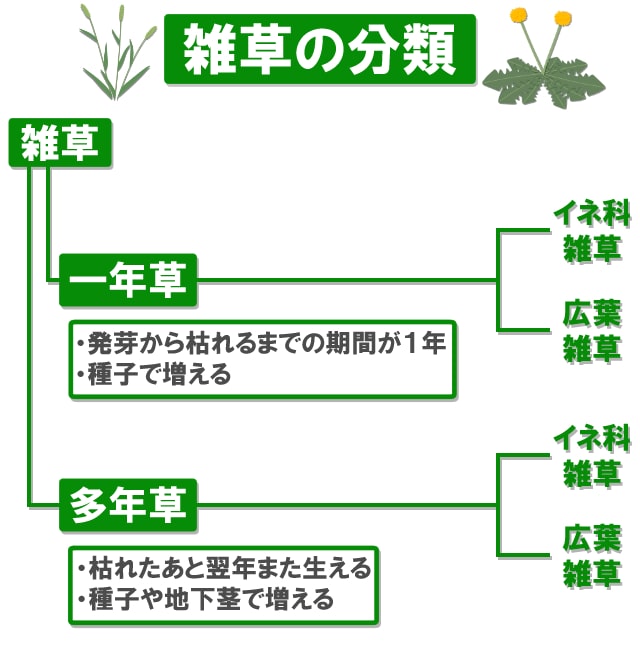 雑草の分類 一年生雑草 多年生雑草